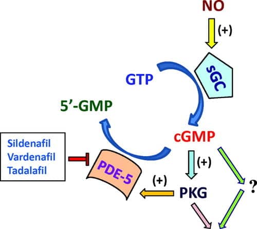 Sildenafil MOA