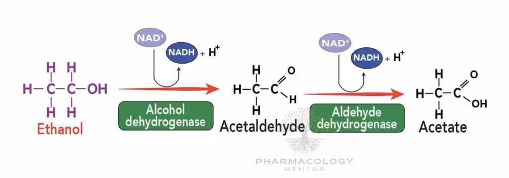 Ethyl Alcohol or ethanol Metabolism