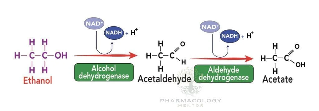 Ethyl Alcohol or ethanol Metabolism