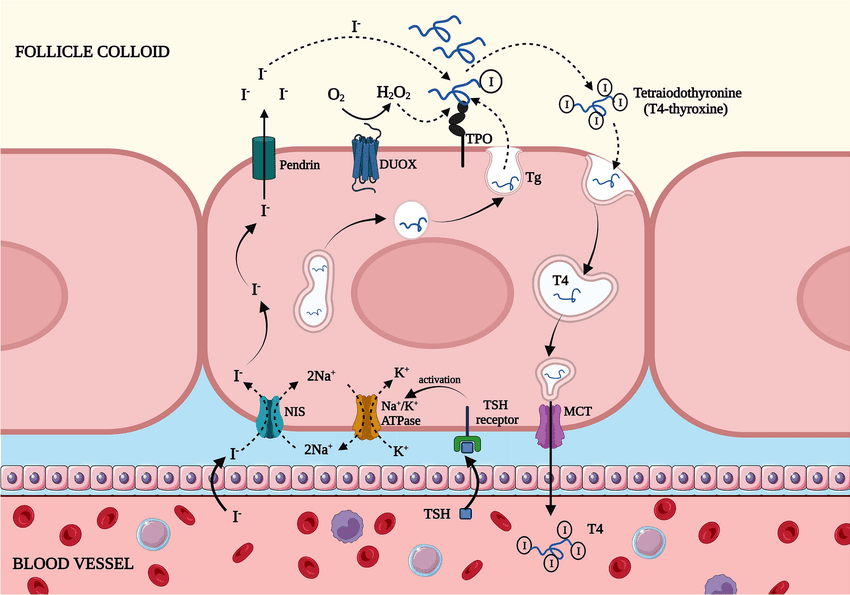 thyroid hormone synthesis