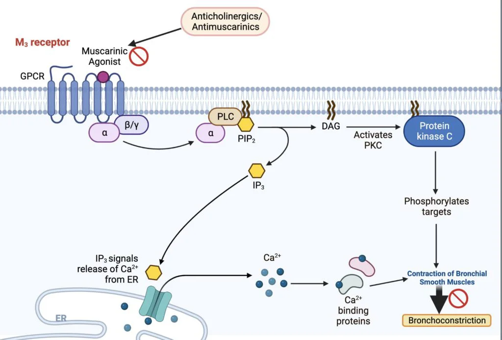 Bronchial asthma - anticholinergics