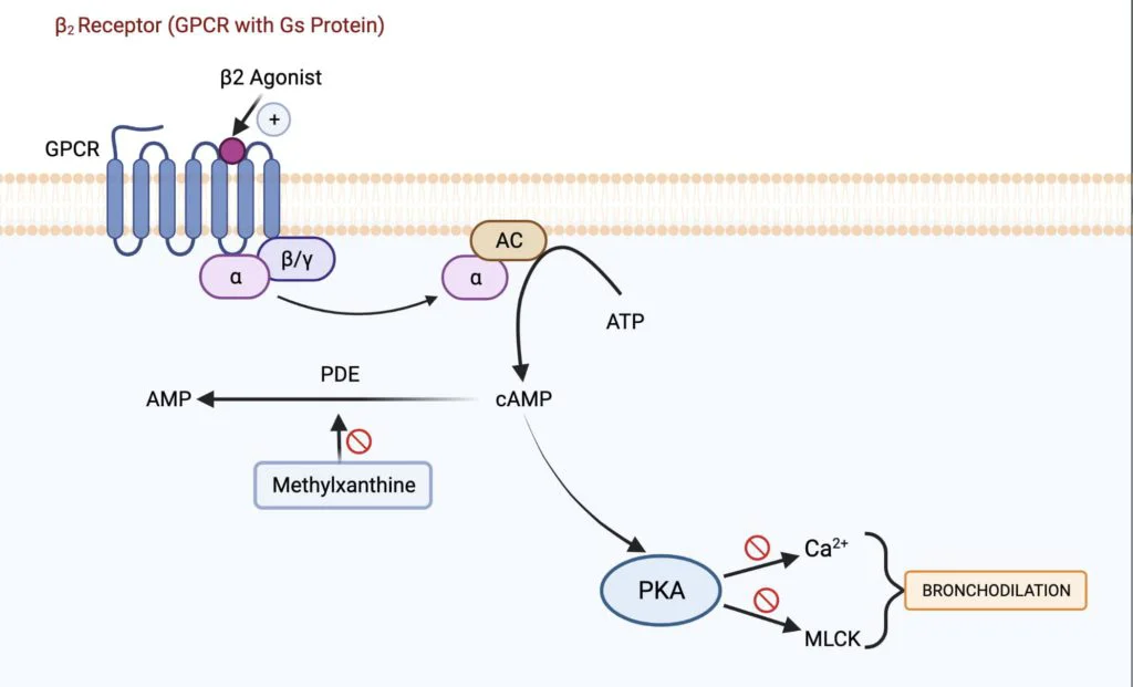 Brochial Asthma drugs