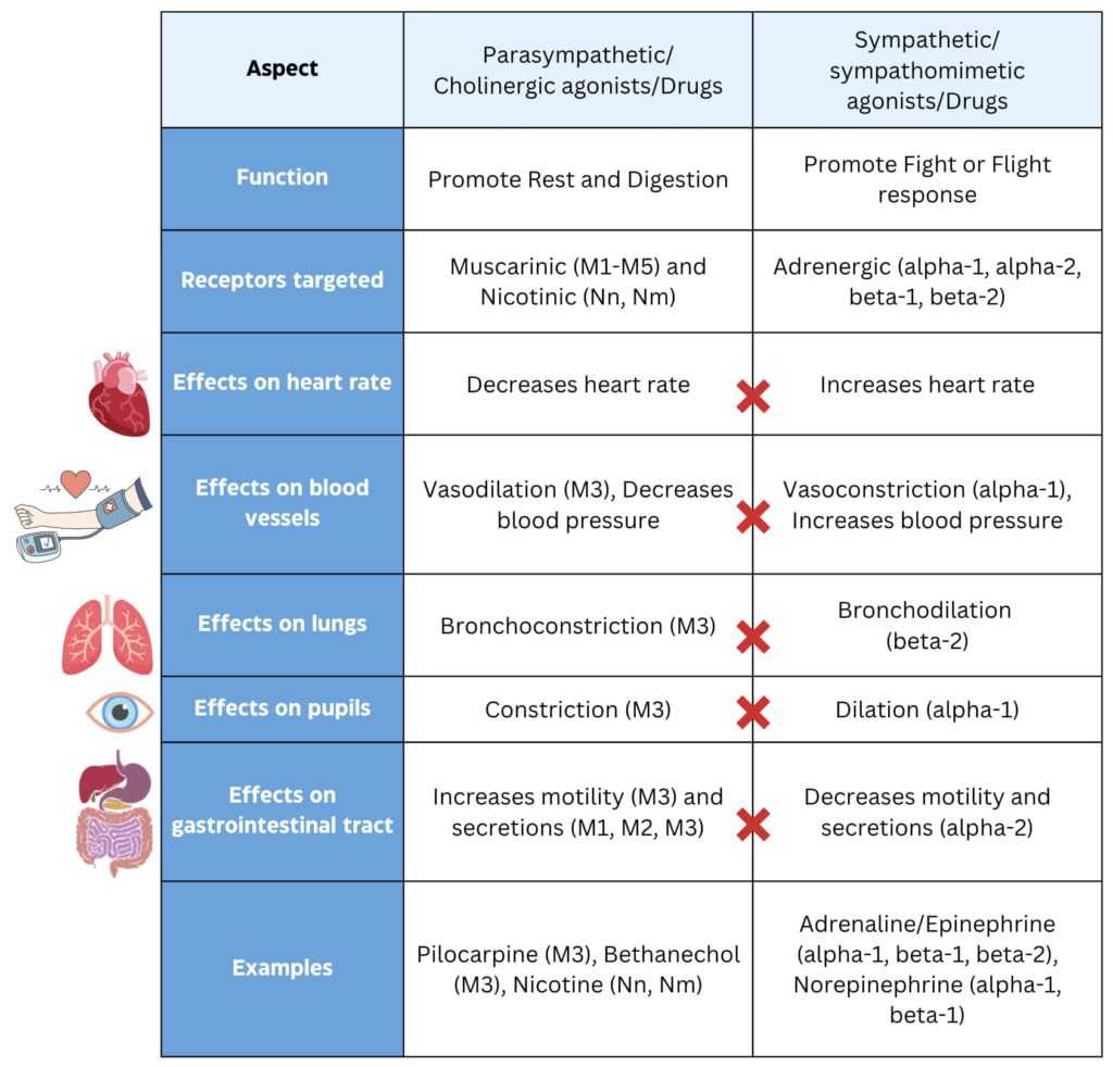 adrenaline vs cholinergic agonists