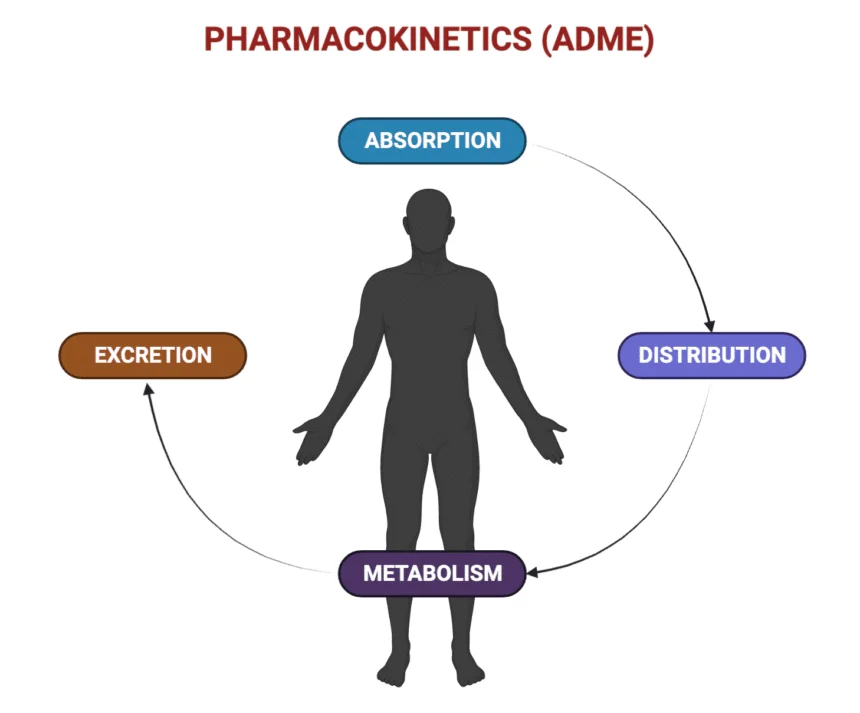 pharmacokinetics