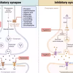 Epilepsy - antiepileptic drugs
