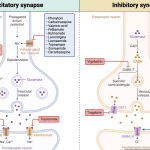 Epilepsy - antiepileptic drugs