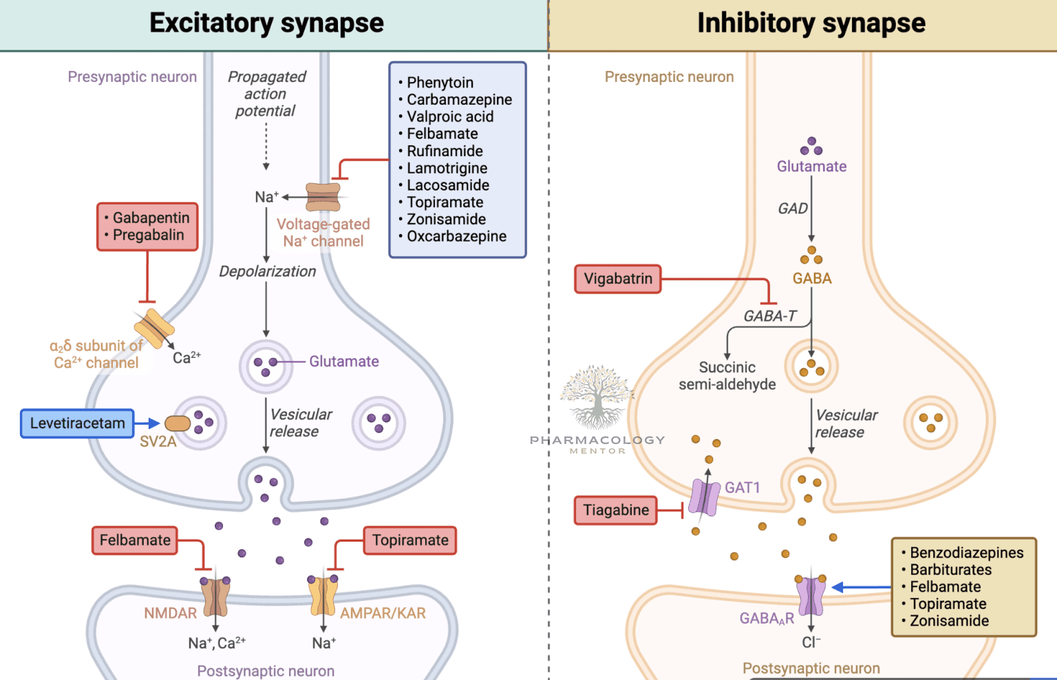 Antiepileptic Drugs Pharmacology Mentor