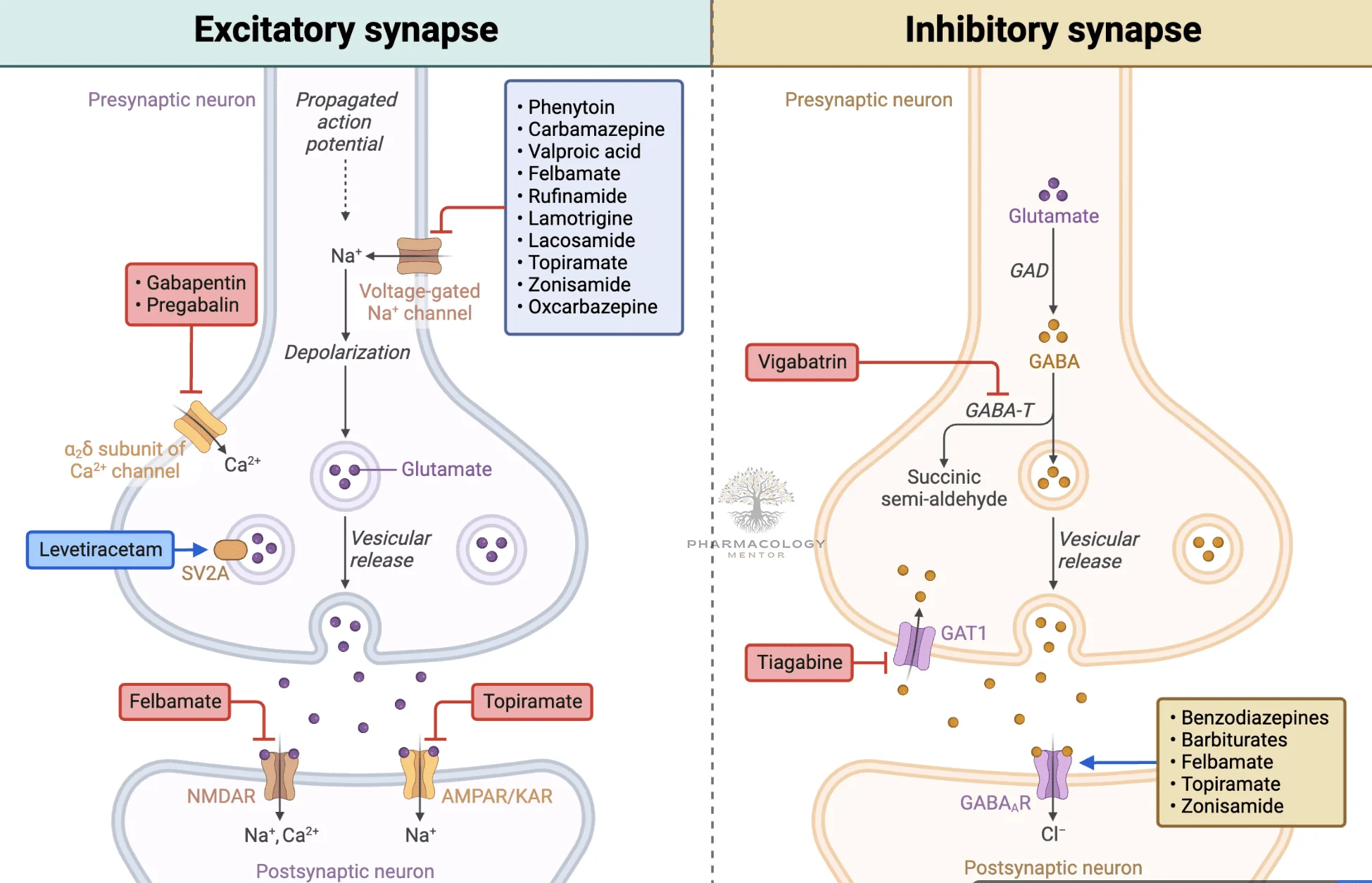 Epilepsy - antiepileptic drugs