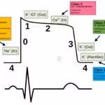 Antiarrhythmic drugs
