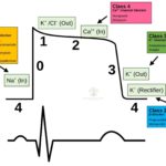 Antiarrhythmic drugs