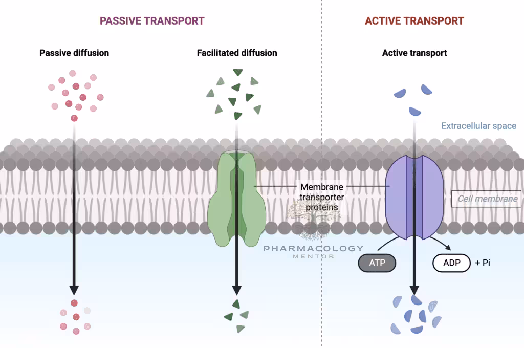 Absorption processes in pharmacokinetics