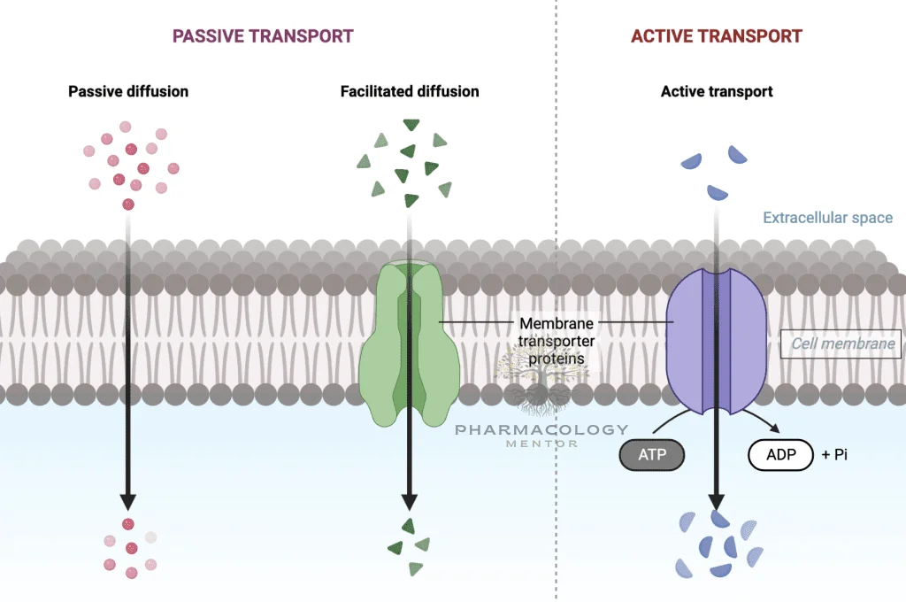 Absorption processes in pharmacokinetics