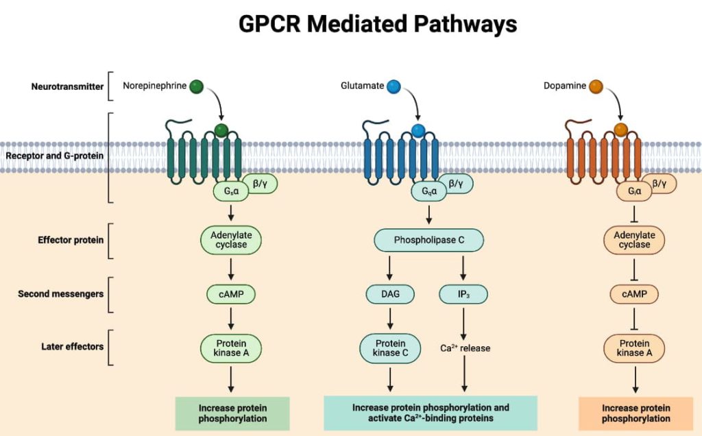 GPCR