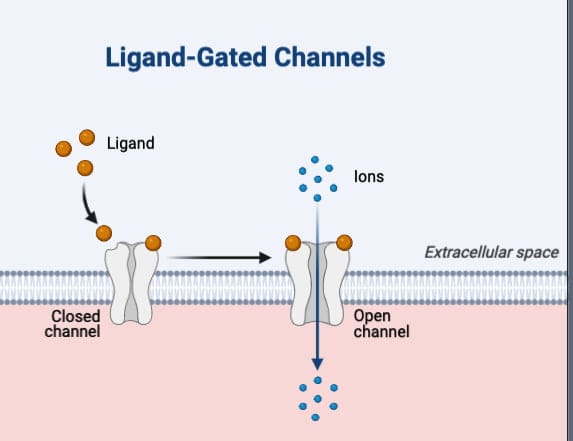 pharmacodynamics