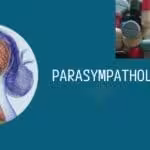Cholinergic antagonists - Parasympatholytics