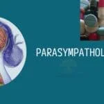 Cholinergic antagonists - Parasympatholytics