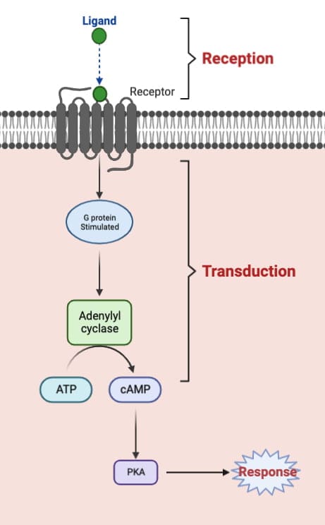pharmacodynamics