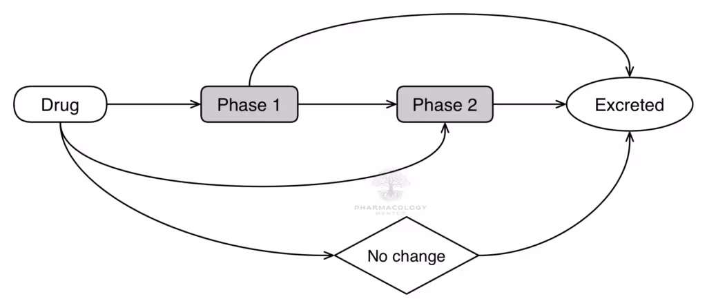 Pharmacokinetics: Drug Metabolism