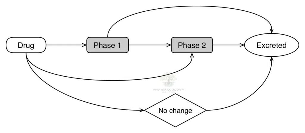Pharmacokinetics: Drug Metabolism