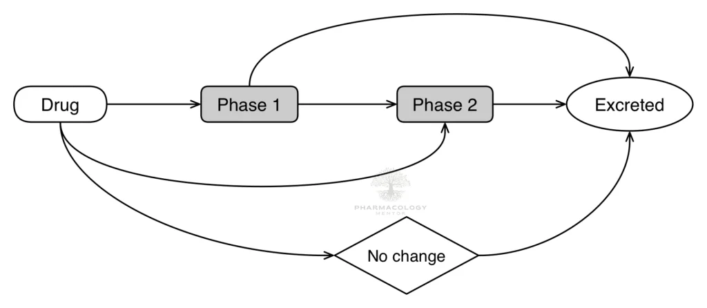 Pharmacokinetics: Drug Metabolism