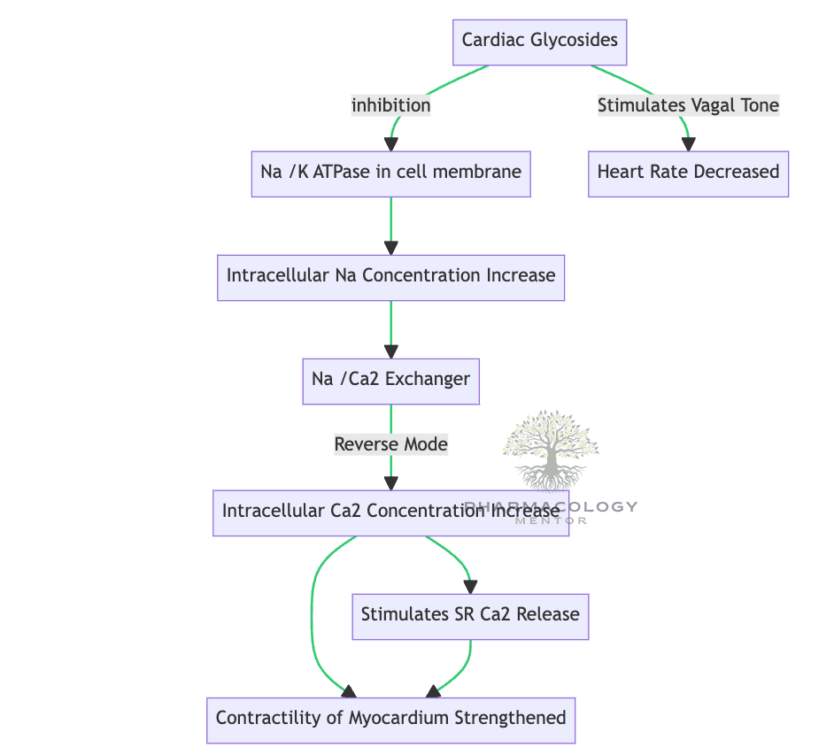 Congestive cardiac failure: Cardiac Glycosides