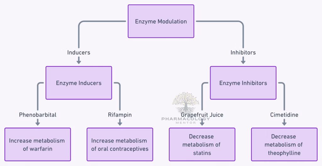 Enzyme modulation - enzyme inducers