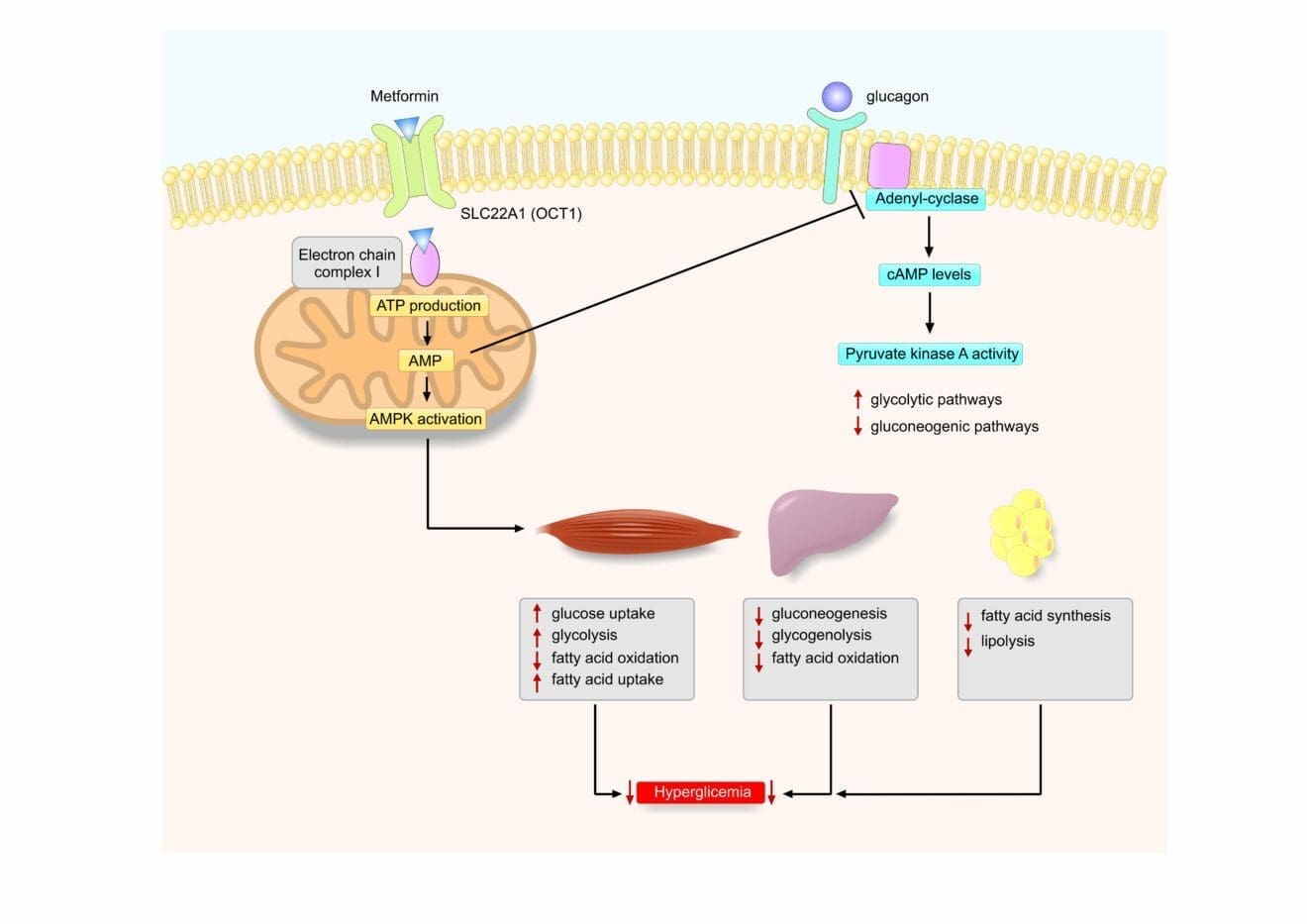 Metformin: The Most Popular Biguanide Explained | Pharmacology Mentor