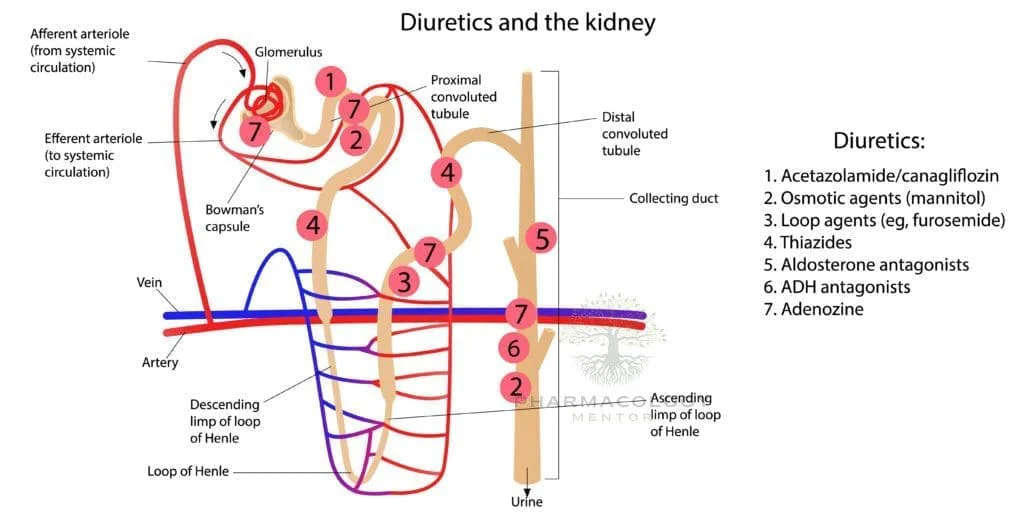 Diuretics