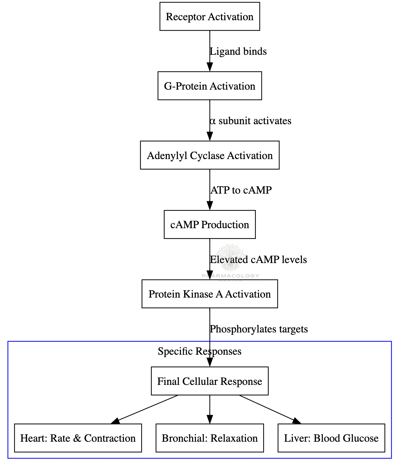 Beta receptors MOA