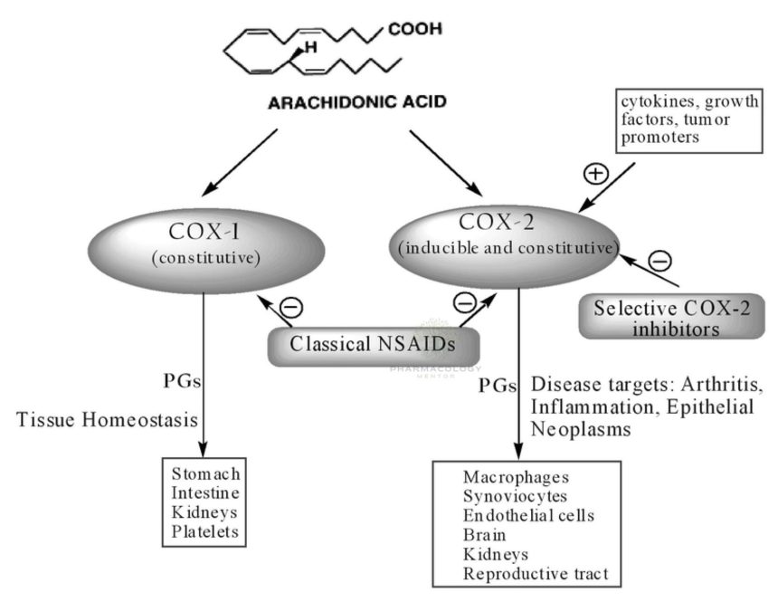 Cyclooxygenase