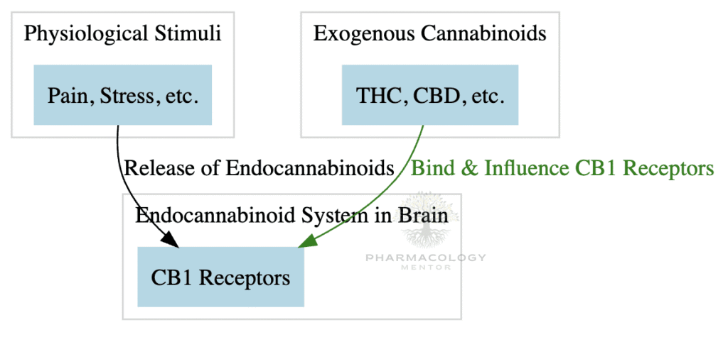 Cannabinoids MOA as antiemetic drugs