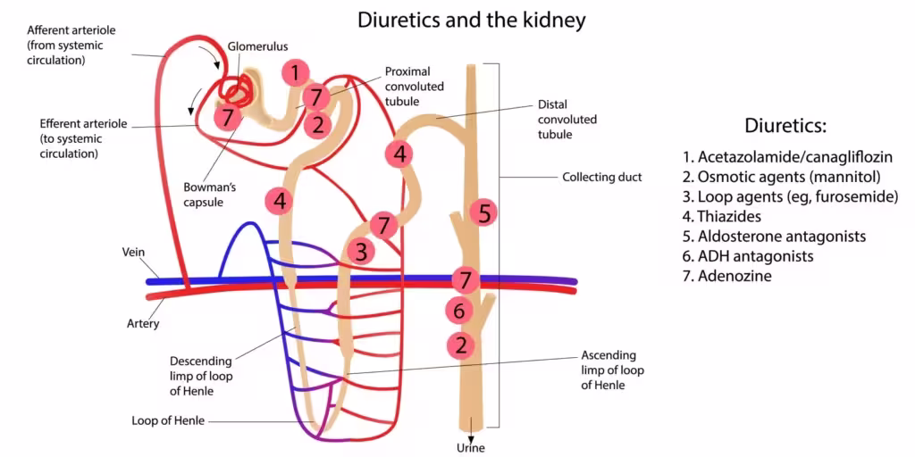 Diuretics and the kidney Vector illustration