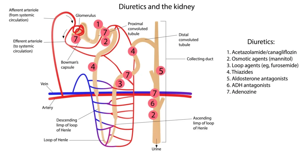 Diuretics and the kidney Vector illustration