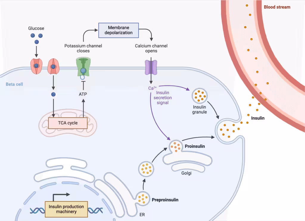 Insulin Production Pathway