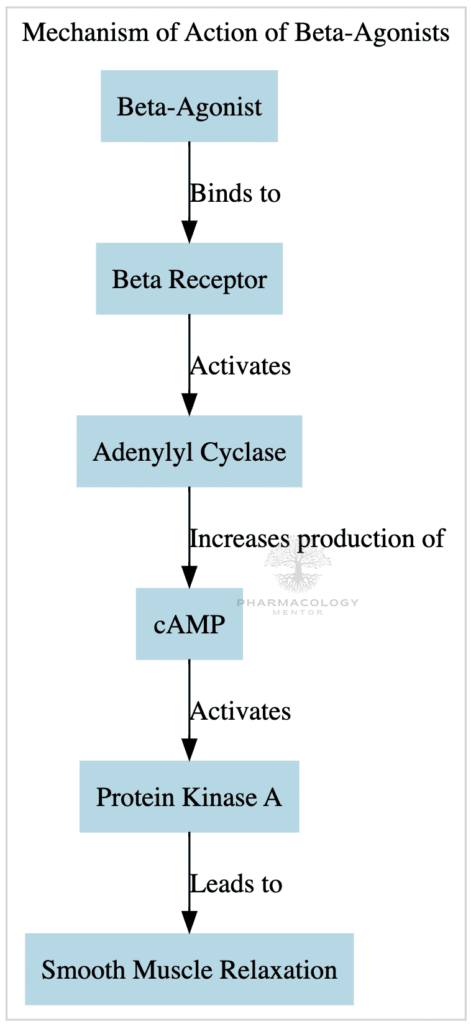 Mechanism of action of Beta-agonists