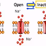 Sodium Channel Blockers