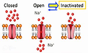 Sodium Channel Blockers