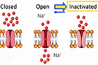 Sodium Channel Blockers