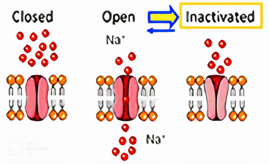 Sodium Channel Blockers