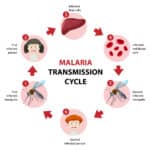 Malaria