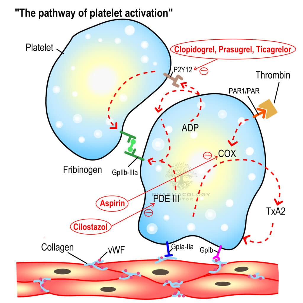 Different types of antiplatelets and the different mechanism of antiplatelet agent