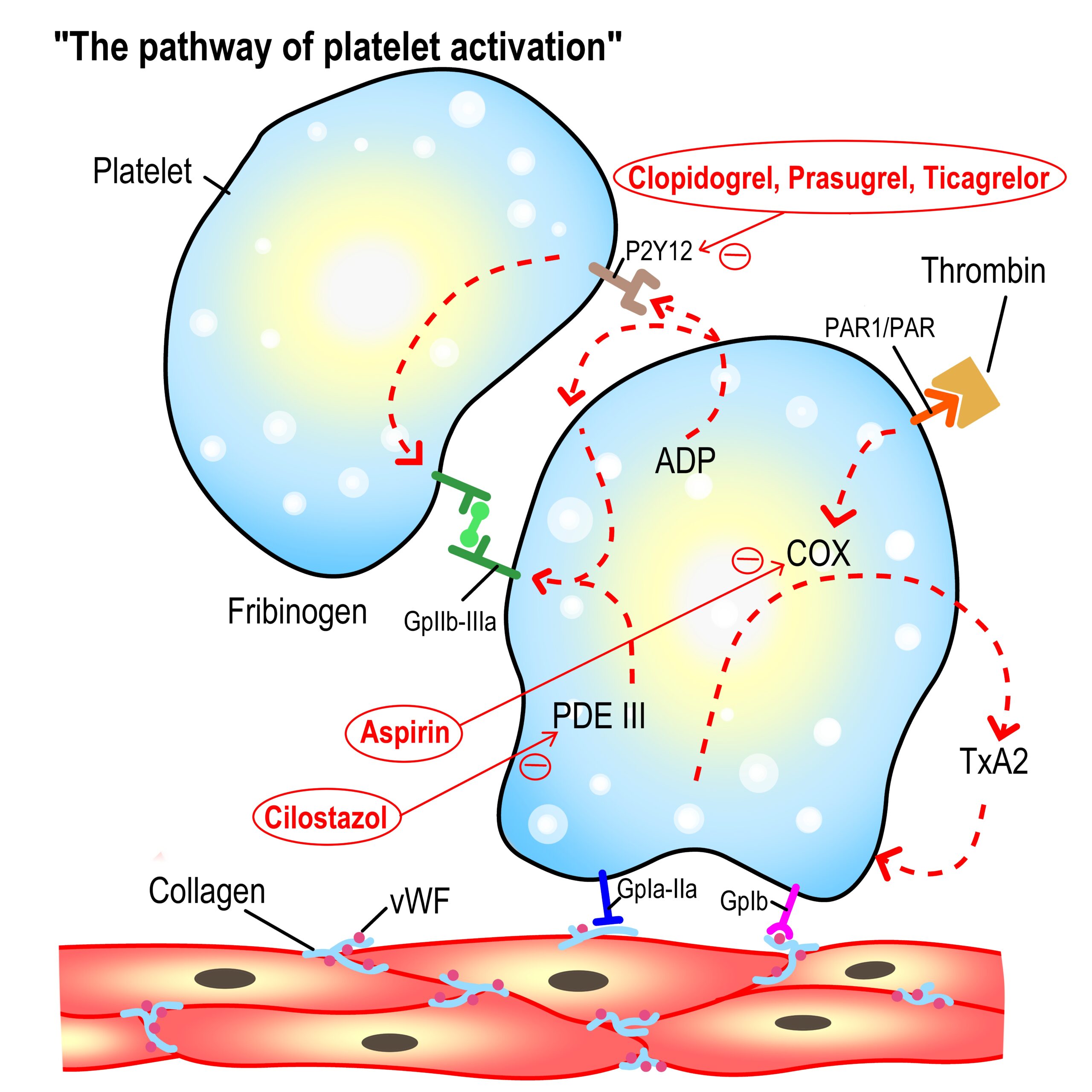Different types of antiplatelets and the different mechanism of antiplatelet agent