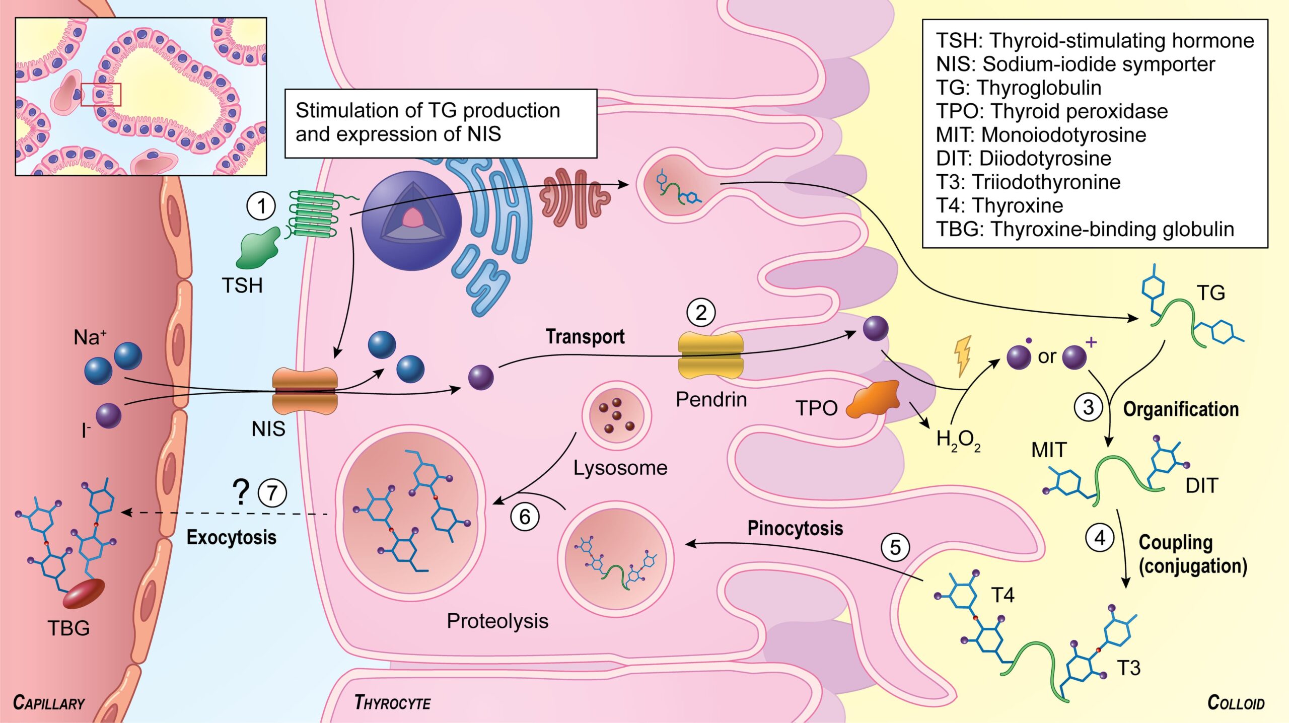 Thyroid drugs: Thyroid hormone synthesis endocrine system