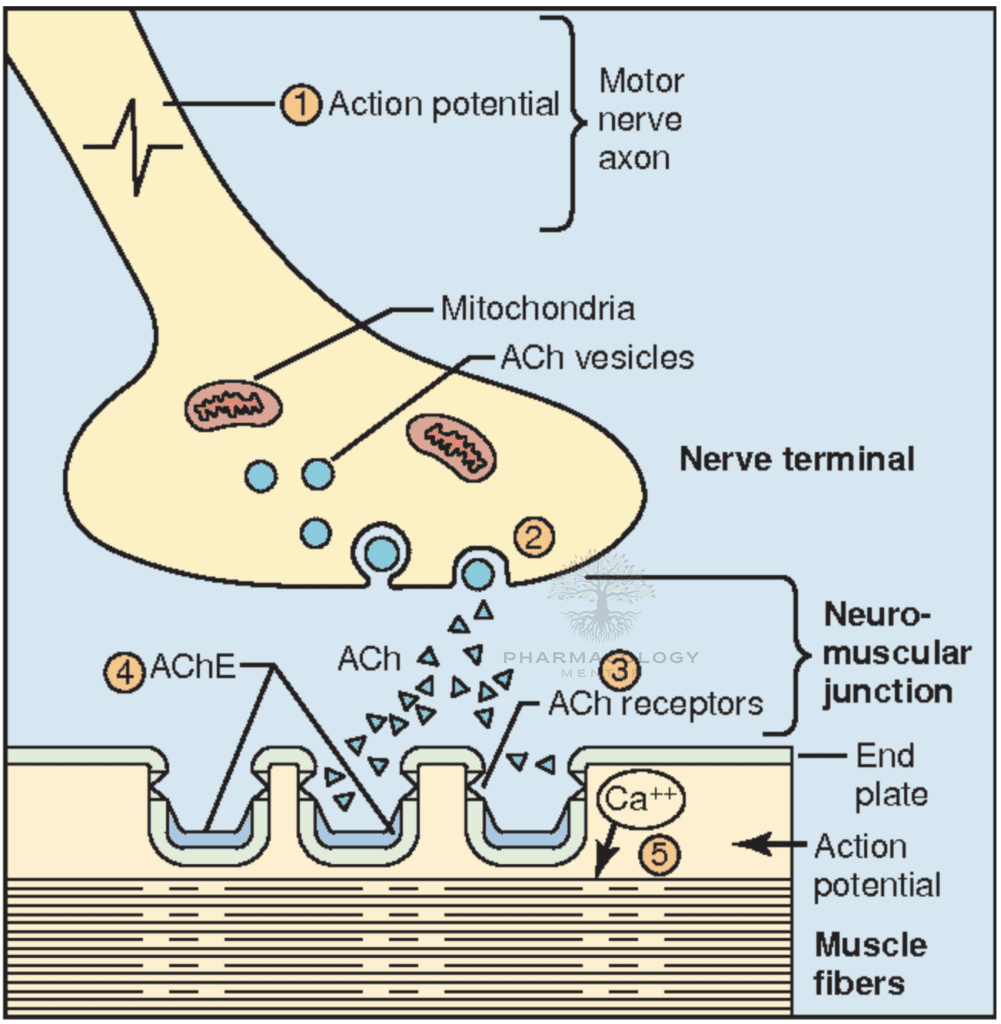 Neuromuscular Blocking Agents