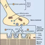 Neuromuscular Blocking Agents