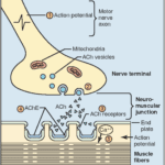Neuromuscular Blocking Agents