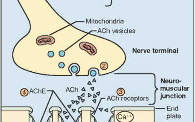 Neuromuscular Blocking Agents