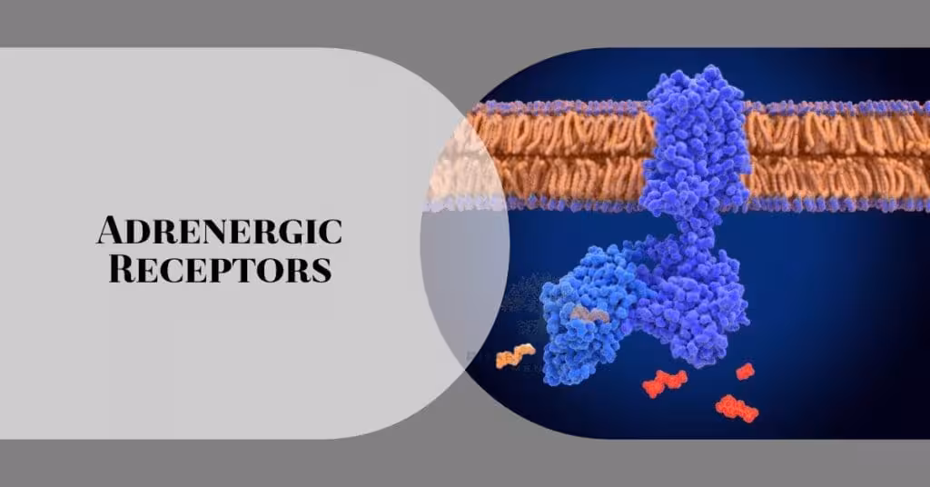 adrenergic receptors