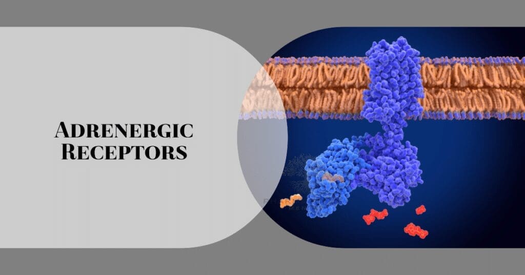 adrenergic receptors