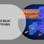 adrenergic receptors